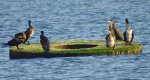 Kormoran zwyczajny, kormoran czarny (Phalacrocorax carbo)