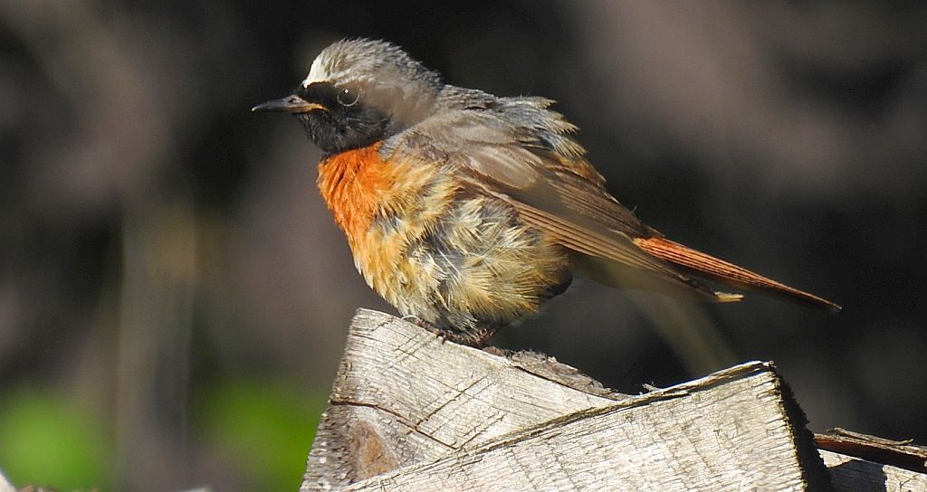 Pleszka zwyczajna, pleszka (Phoenicurus phoenicurus)