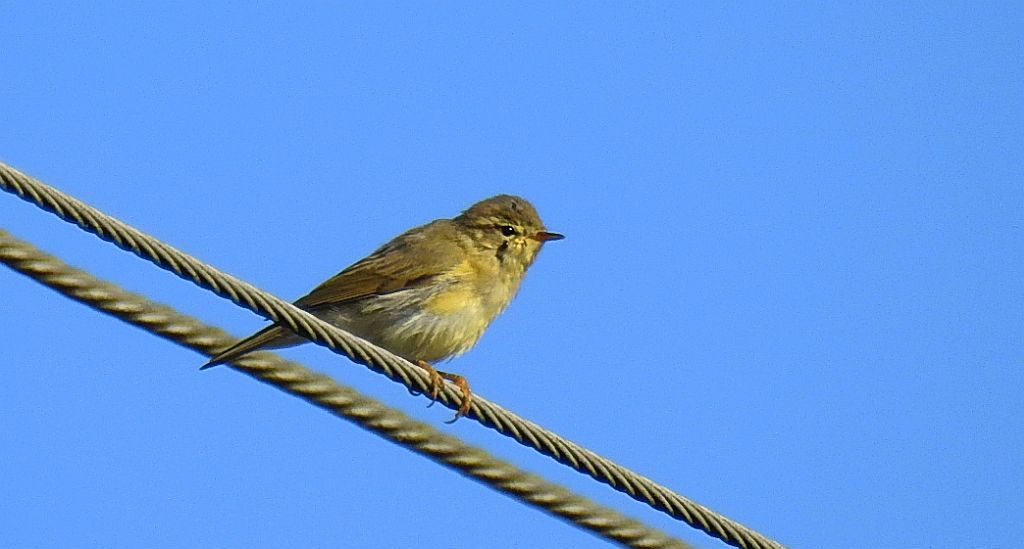Świstunka leśna (Rhadina sibilatrix)