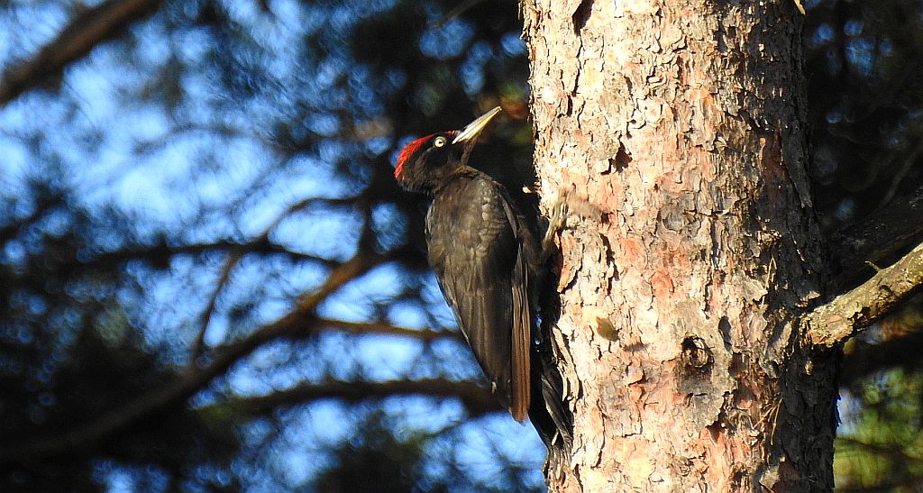 Dzięcioł czarny (Dryocopus martius)