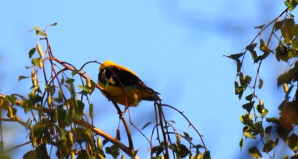 Wilga zwyczajna, wilga (Oriolus oriolus)