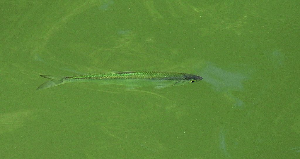 Ukleja pospolita, ukleja (Alburnus alburnus)