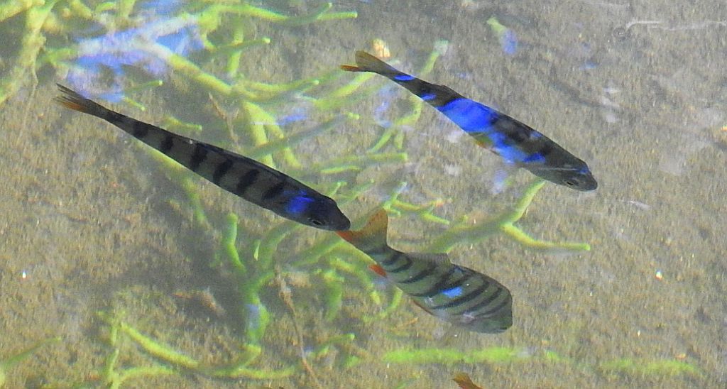 Okoń pospolity, okoń (Perca fluviatilis)