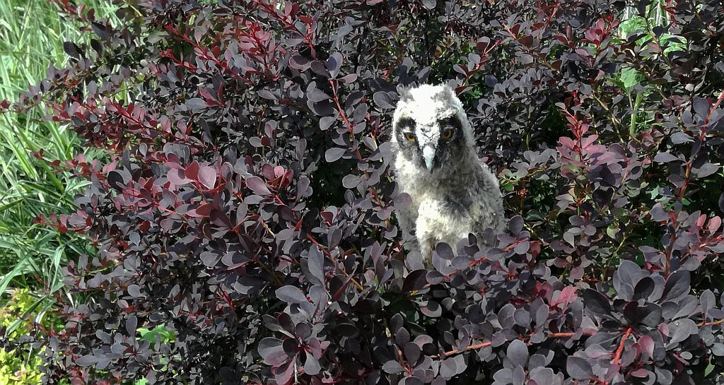 Uszatka zwyczajna, sowa uszata, uszatka (Asio otus)