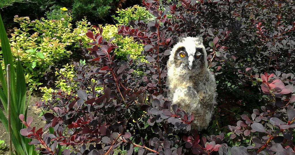 Uszatka zwyczajna, sowa uszata, uszatka (Asio otus)