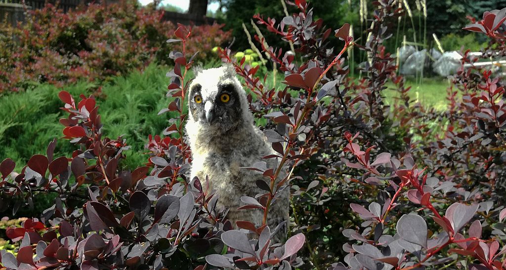 Uszatka zwyczajna, sowa uszata, uszatka (Asio otus)