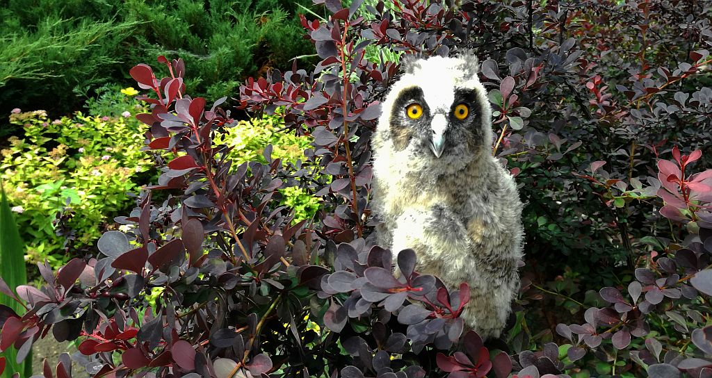 Uszatka zwyczajna, sowa uszata, uszatka (Asio otus)