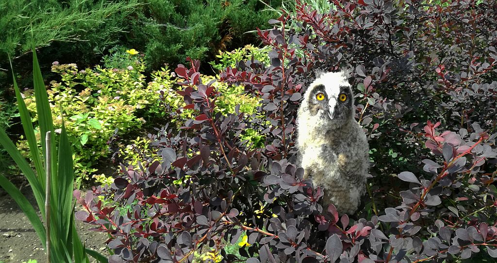 Uszatka zwyczajna, sowa uszata, uszatka (Asio otus)