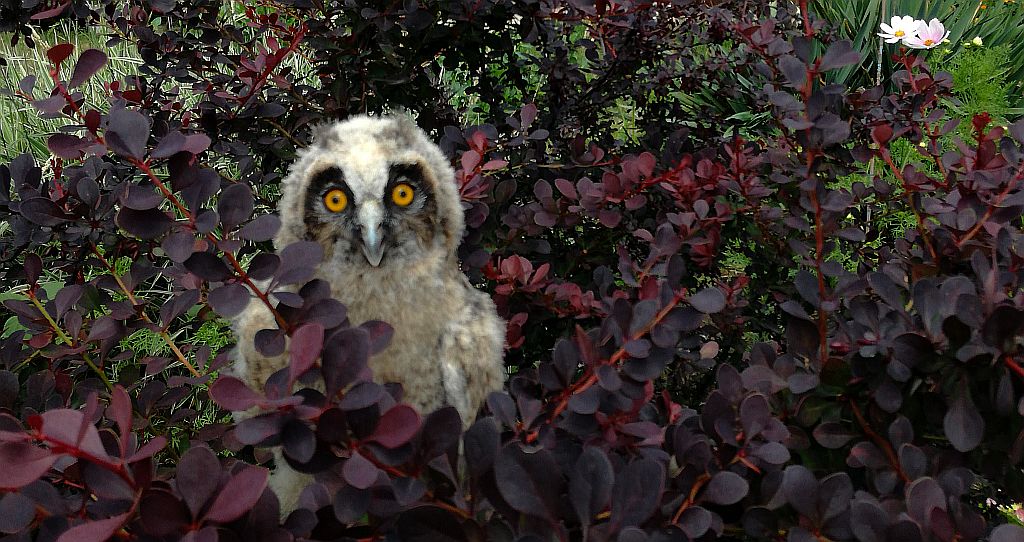 Uszatka zwyczajna, sowa uszata, uszatka (Asio otus)