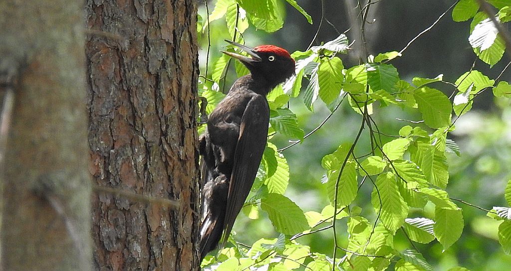Dzięcioł czarny (Dryocopus martius)