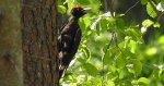 Dzięcioł czarny (Dryocopus martius)