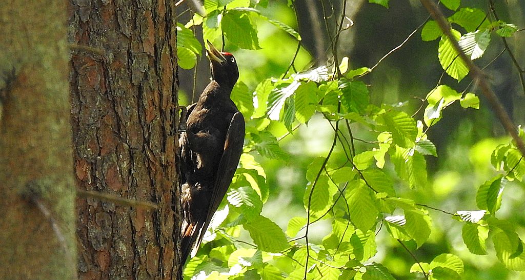 Dzięcioł czarny (Dryocopus martius)
