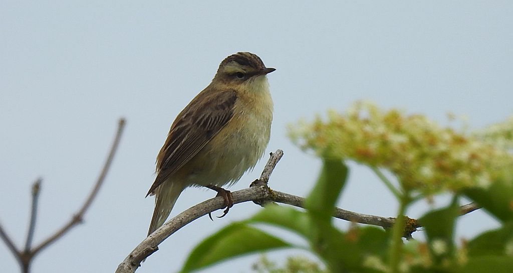 Rokitniczka (Acrocephalus schoenobaenus)