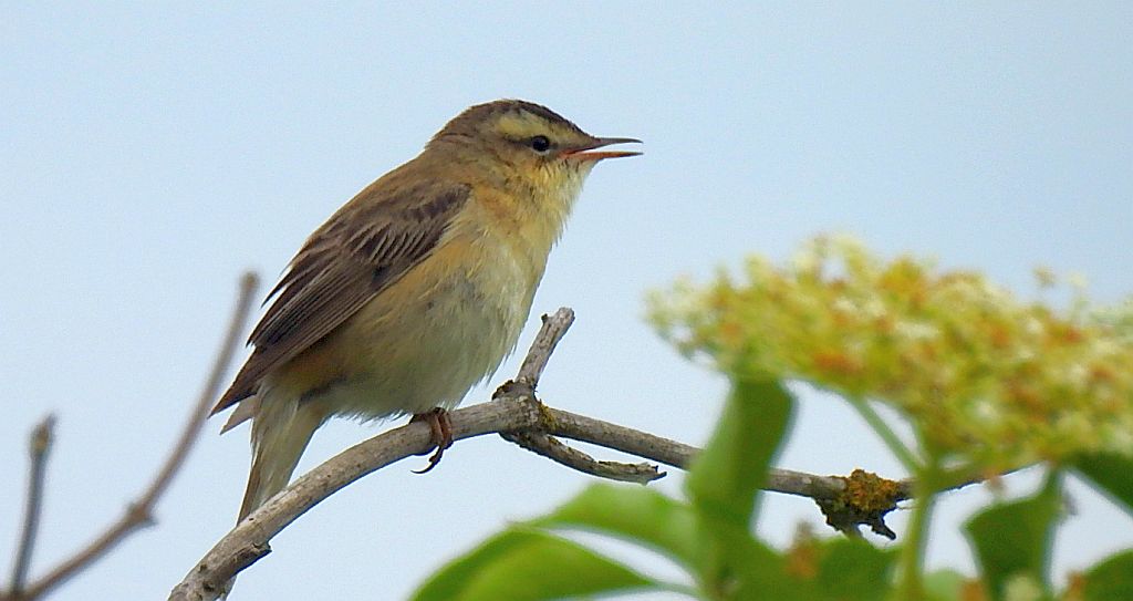Rokitniczka (Acrocephalus schoenobaenus)
