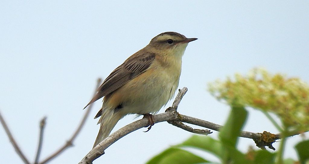 Rokitniczka (Acrocephalus schoenobaenus)