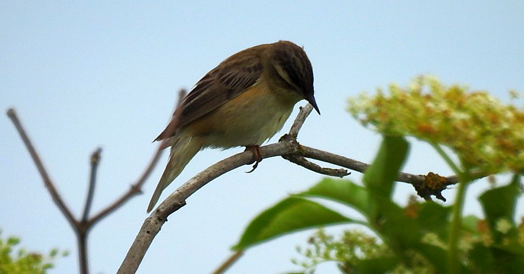 Rokitniczka (Acrocephalus schoenobaenus)