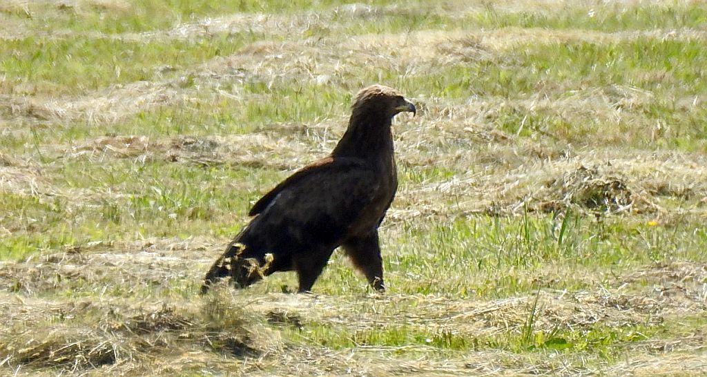 Orlik krzykliwy (Clanga pomarina)