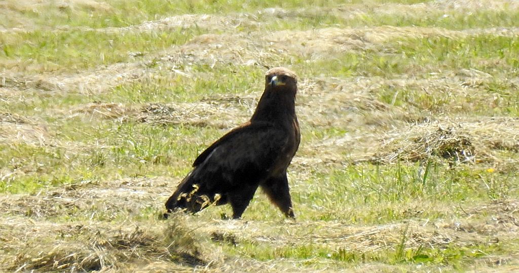 Orlik krzykliwy (Clanga pomarina)