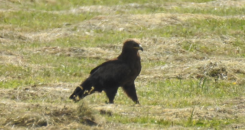 Orlik krzykliwy (Clanga pomarina)