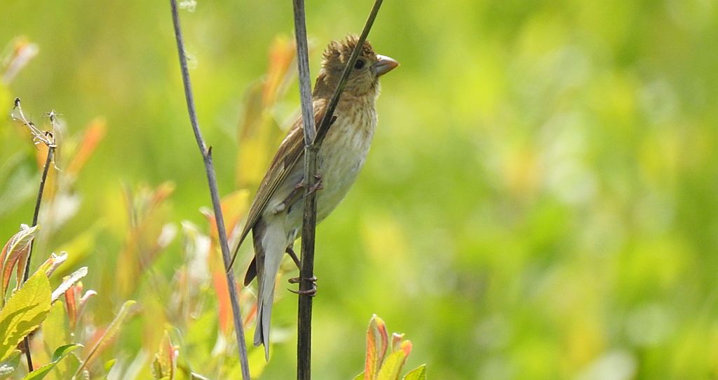 Dziwonia zwyczajna, dziwonia (Erythrina erythrinus)