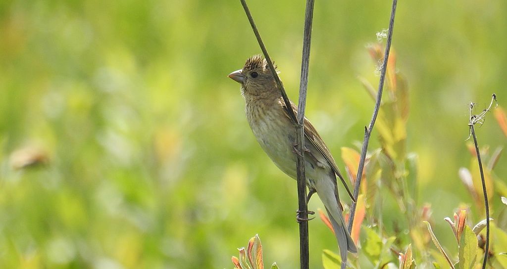 Dziwonia zwyczajna, dziwonia (Erythrina erythrinus)