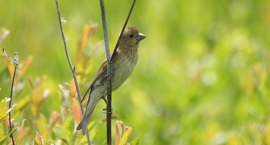 Dziwonia zwyczajna, dziwonia (Erythrina erythrinus)