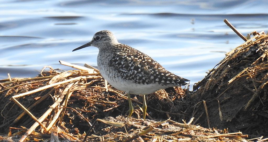 Łęczak, brodziec leśny, trawnik (Tringa glareola)