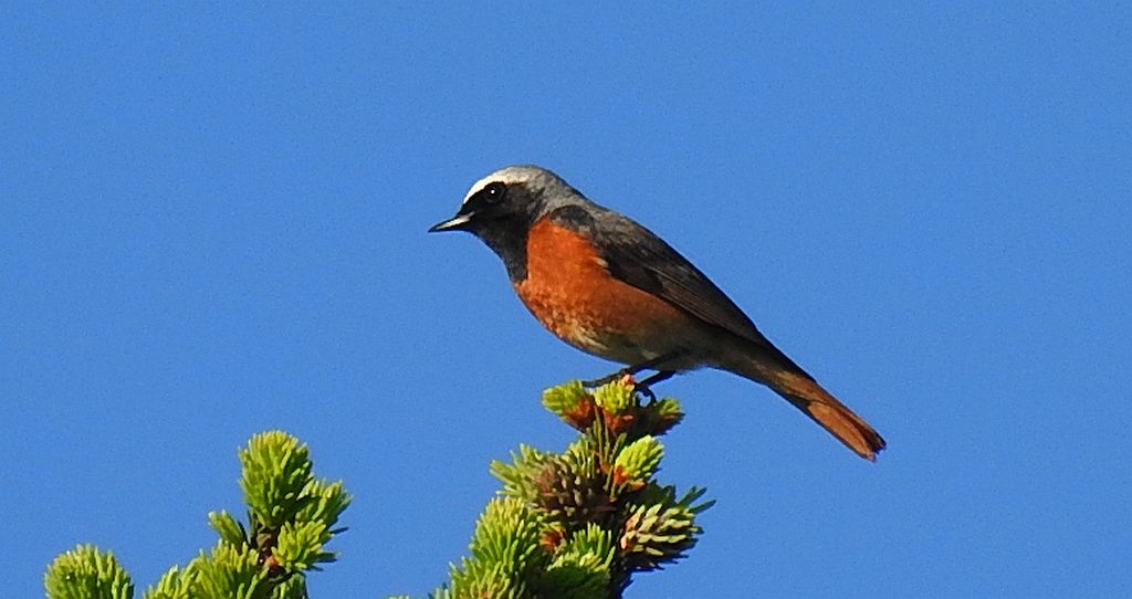Pleszka zwyczajna, pleszka (Phoenicurus phoenicurus)