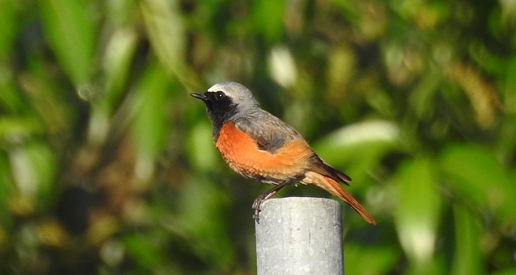 Pleszka zwyczajna, pleszka (Phoenicurus phoenicurus)