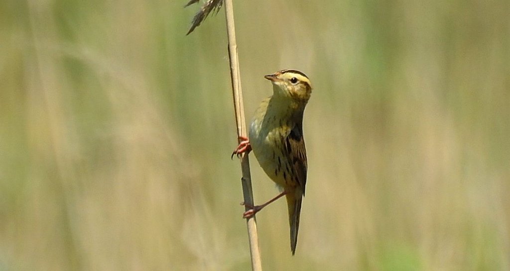 Wodniczka (Acrocephalus paludicola)