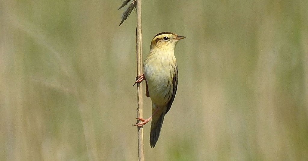 Wodniczka (Acrocephalus paludicola)