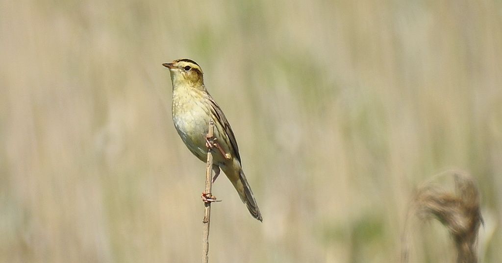 Wodniczka (Acrocephalus paludicola)