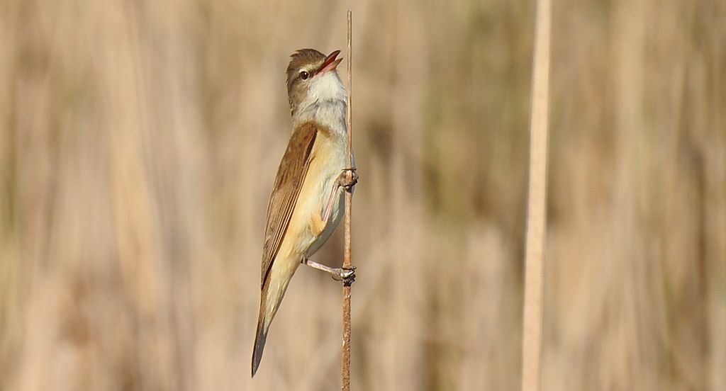 Trzciniak zwyczajny, trzciniak drozdówka, trzciniak (Acrocephalus arundinaceus)