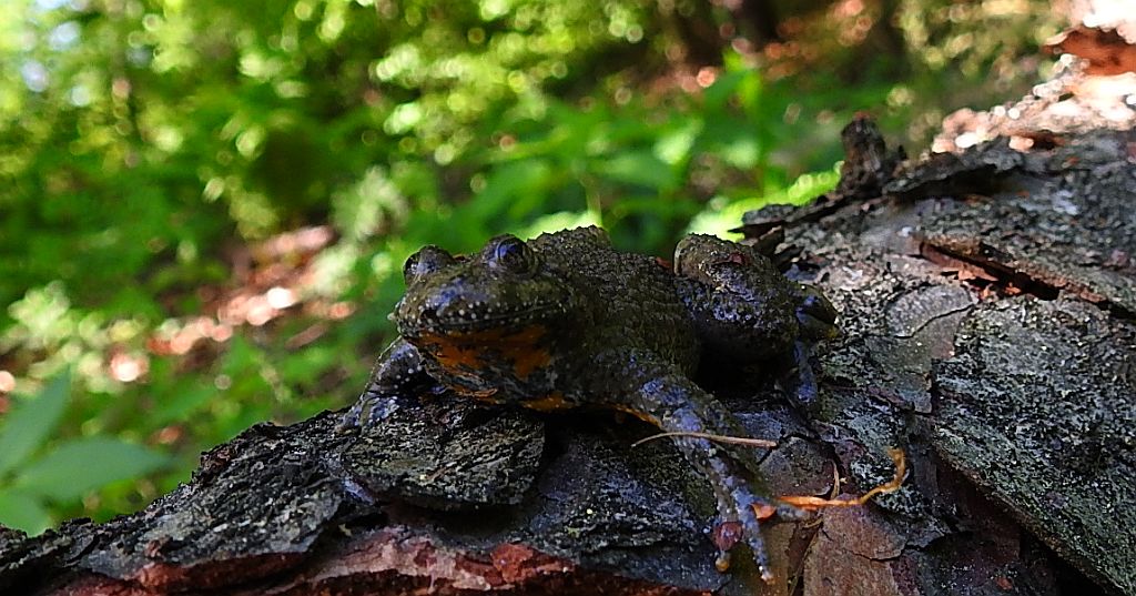 Kumak górski (Bombina variegata)