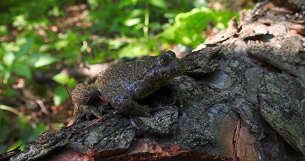 Kumak górski (Bombina variegata)