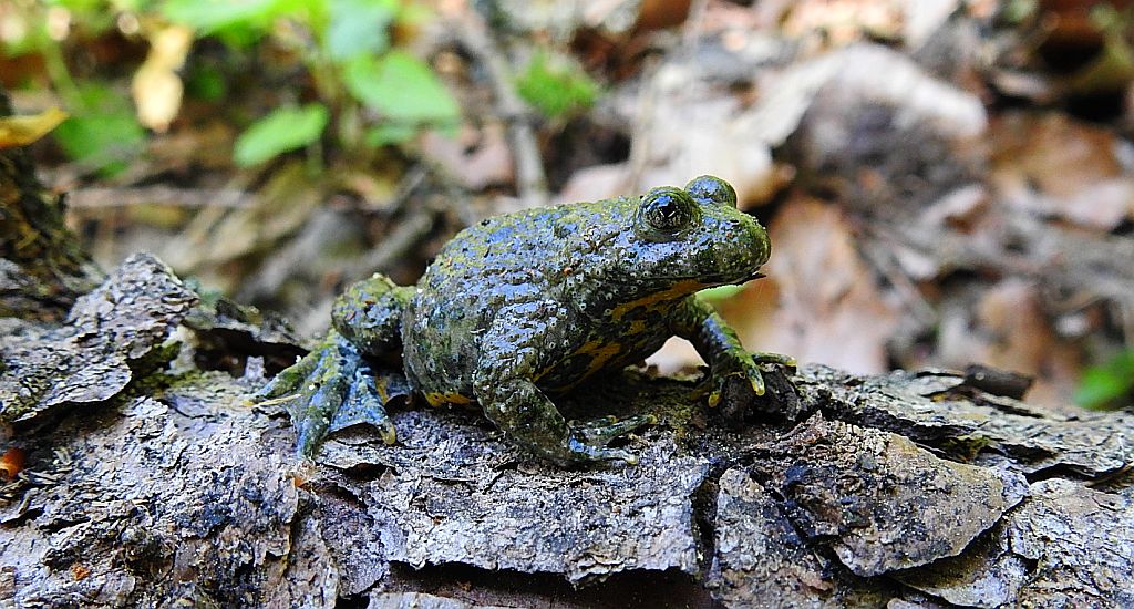 Kumak górski (Bombina variegata)