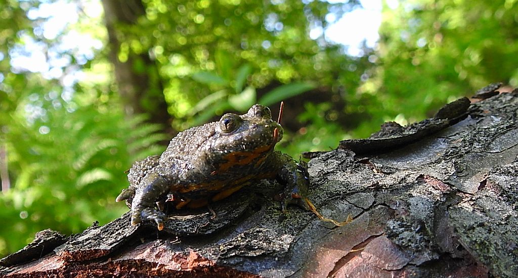 Kumak górski (Bombina variegata)