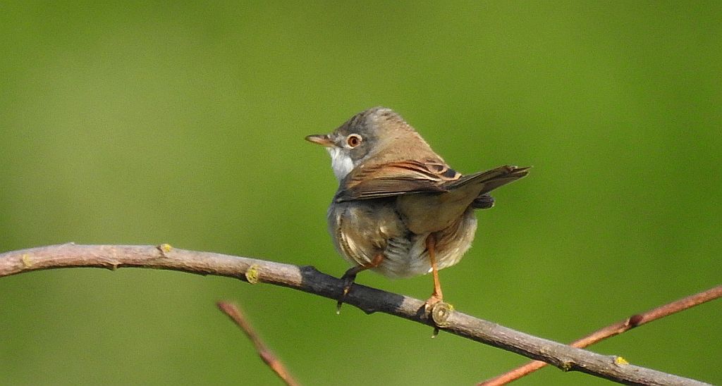 Cierniówka, pokrzewka cierniówka (Curruca communis)