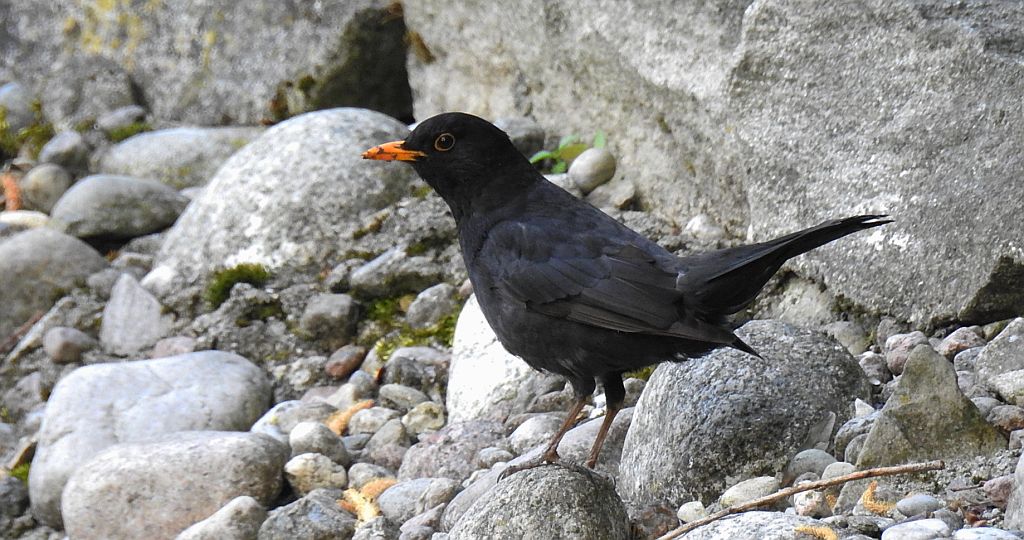 Kos zwyczajny, kos (Turdus merula)