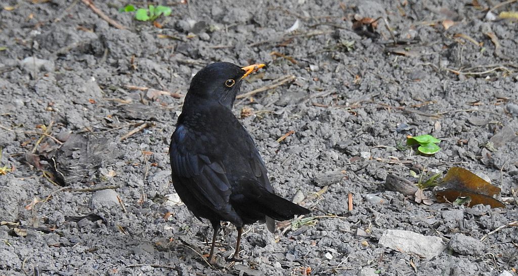 Kos zwyczajny, kos (Turdus merula)
