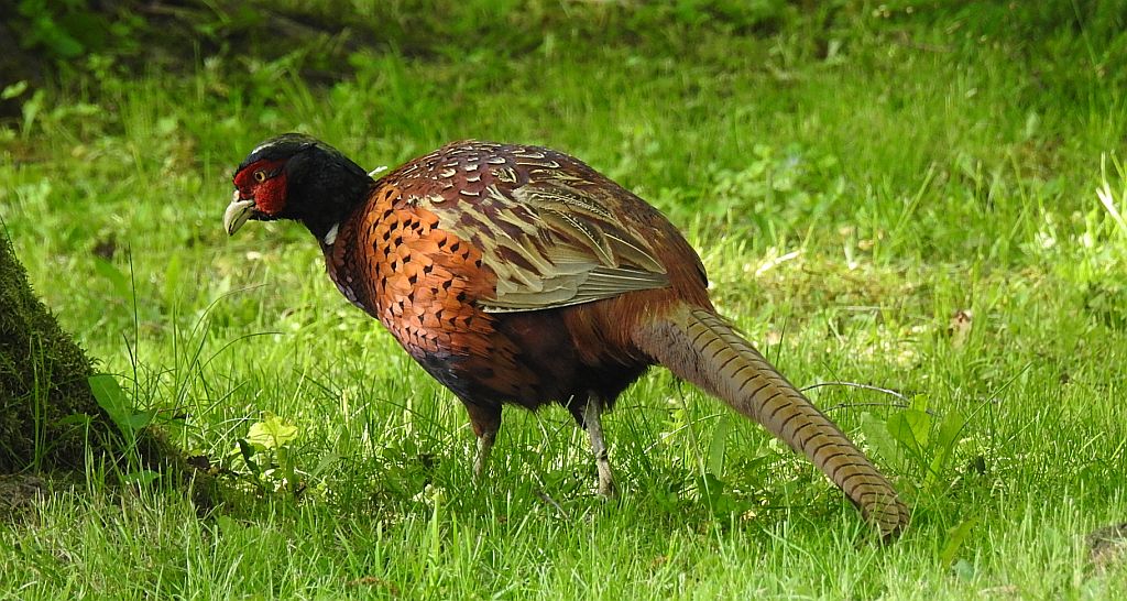 Bażant zwyczajny, bażant (Phasianus colchicus)