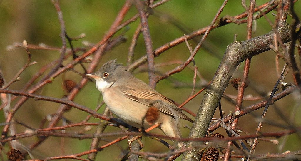 Cierniówka, pokrzewka cierniówka (Curruca communis)
