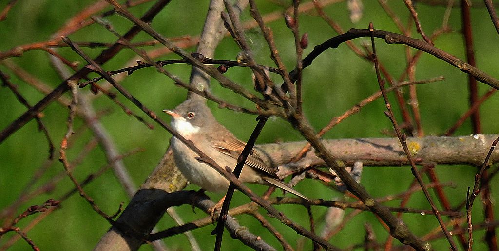Cierniówka, pokrzewka cierniówka (Curruca communis)