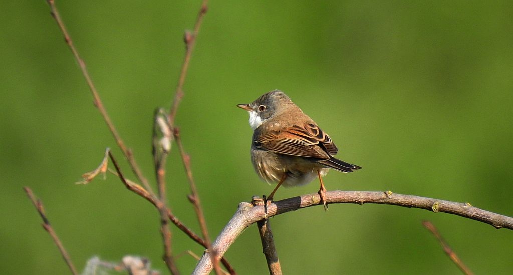 Cierniówka, pokrzewka cierniówka (Curruca communis)