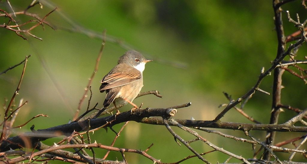 Cierniówka, pokrzewka cierniówka (Curruca communis)