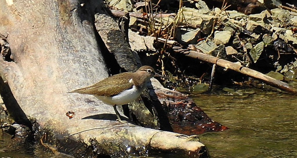 Samotnik, brodziec samotny, stalugwa (Tringa ochropus)