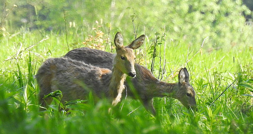 Sarna europejska (Capreolus capreolus)