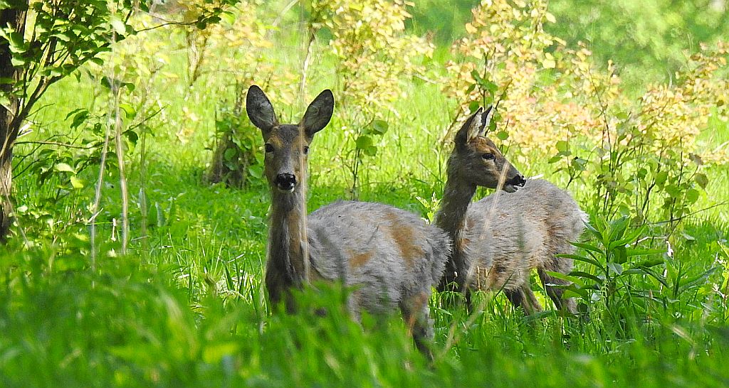 Sarna europejska (Capreolus capreolus)