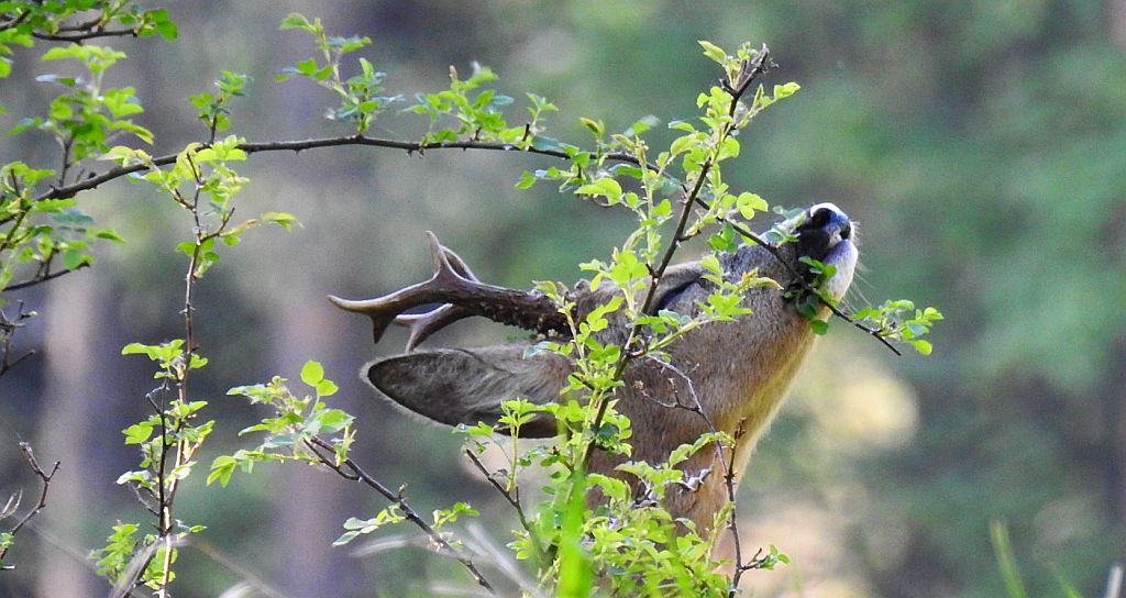 Sarna europejska (Capreolus capreolus)