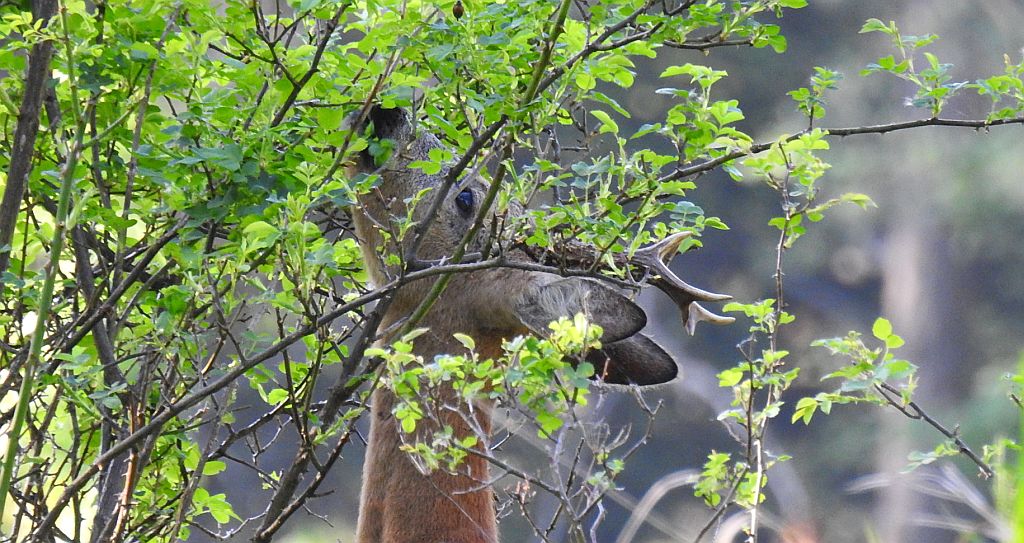 Sarna europejska (Capreolus capreolus)